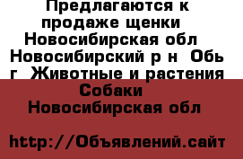 Предлагаются к продаже щенки - Новосибирская обл., Новосибирский р-н, Обь г. Животные и растения » Собаки   . Новосибирская обл.